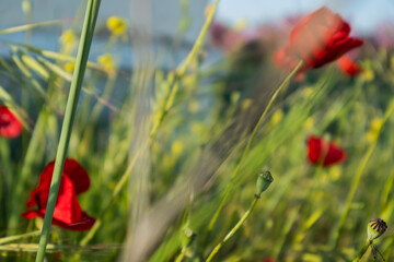 bright red poppy flower in green field