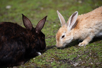 野生のウサギ -うさぎの楽園 大久野島-