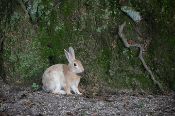 Fototapeta premium 野生のウサギ -うさぎの楽園 大久野島-