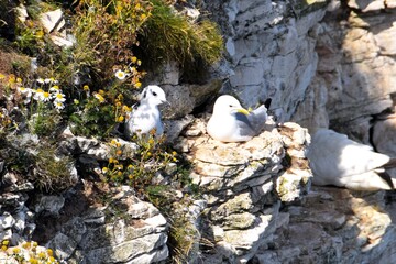 Gull and chick