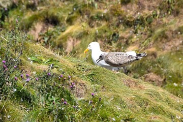 Herring Gull and chick