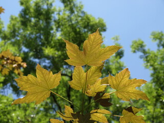 Feuillage de printemps Erable Acer Maple