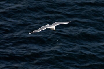 seagull in flight