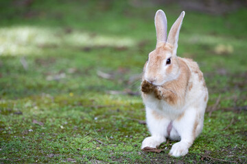 野生のウサギ -うさぎの楽園 大久野島-