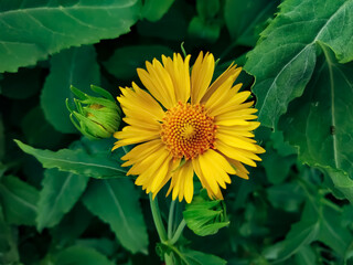 A blooming yellow desert sunflower