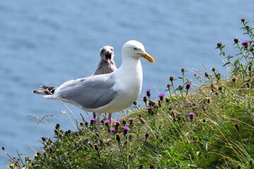Herring Gull