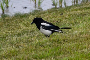 Magpie
