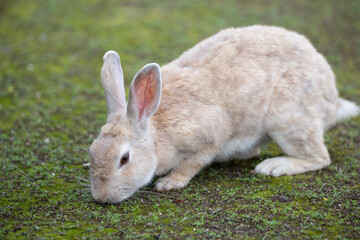 野生のウサギ -うさぎの楽園 大久野島-
