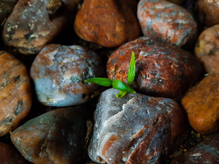 roasted coffee beans