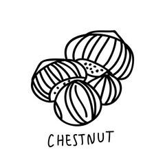 Chestnut hand drawn vector illustration. Nut doodle.