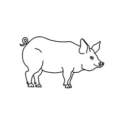 Domestic pig vector illustration. Farm animal line hand drawn icon.