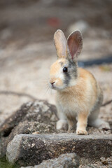 野生の仔ウサギ -うさぎの楽園 大久野島-