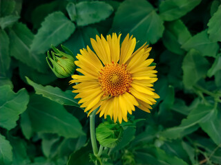 A blooming yellow desert sunflower