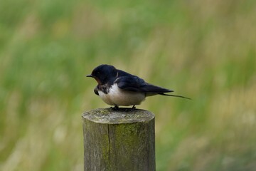 Swallow Sitting