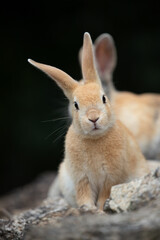 Fototapeta premium 野生の仔ウサギ -うさぎの楽園 大久野島-