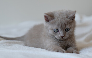 Portrait of cute lilac british short hair kitten with blue eyes. Selective  focus.