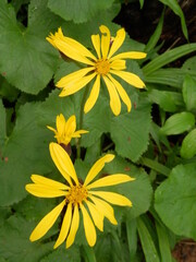 マルバダケブキの花２輪