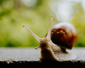 snail 
