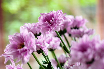 Lilac chrysanthemum flowers bouquet on a soft bokeh background