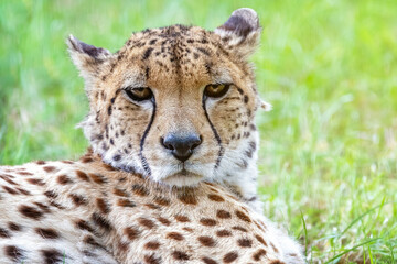 Closeup of the face of an adult cheetah laying in the cool grass.