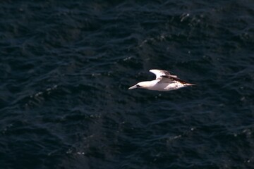 juvenile Gannet