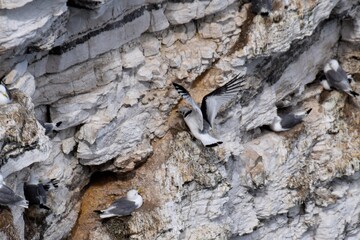 juvenile Kittwake landing on Bempton Cliffs