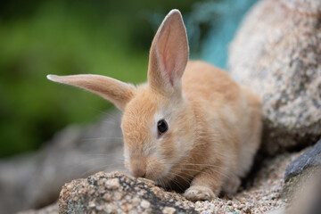 野生の仔ウサギ -うさぎの楽園 大久野島-