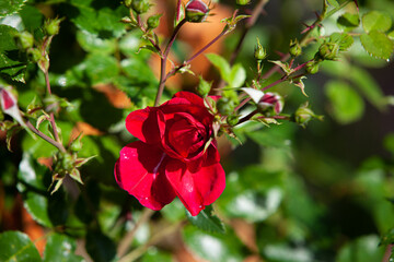 Red rose flower in the summer shiny garden