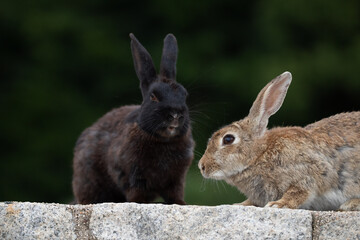 Fototapeta premium 野生のウサギ -うさぎの楽園 大久野島-