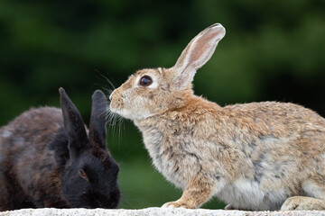野生のウサギ -うさぎの楽園 大久野島-