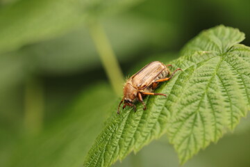 brązowy  owad  chrabąszcz   na  zielonym  liściu  w  ogrodzie