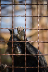 monkey