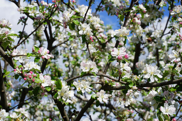 Tuscan countryside, Maremma, apple tree in bloom