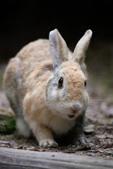野生のウサギ -うさぎの楽園 大久野島-