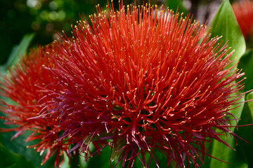 Feuerball-Lilie © ksch966