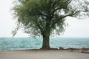 Fototapeta na wymiar Old tree on the lake coast in Switzerland