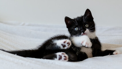 Bicolor british shorthair kitten, cute paws. black and white cat