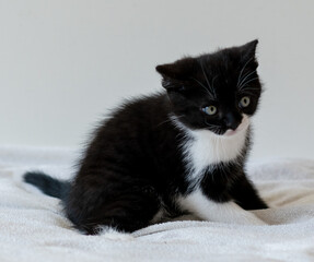 Bicolor british shorthair kitten, cute paws. black and white cat