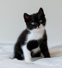 Bicolor british shorthair kitten, cute paws. black and white cat