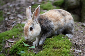 野生のウサギ -うさぎの楽園 大久野島-