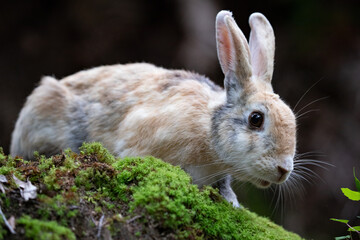 Fototapeta premium 野生のウサギ -うさぎの楽園 大久野島-
