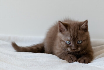 Obraz na płótnie Canvas Cute chocolate british shorthair kitten with blue eyes. Selective focus