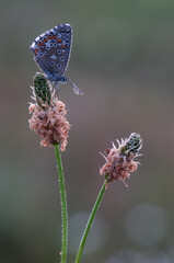 Polyommatus icarus - diurnal butterfly in the summer dew on a blade of grass awaits dawn on a blade of grass