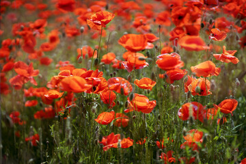 Poppy flower field. The forbidden flower is a soft drug. Summer background.