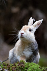 野生のウサギ -うさぎの楽園 大久野島-