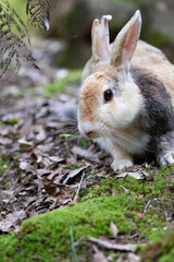 Fototapeta premium 野生のウサギ -うさぎの楽園 大久野島-