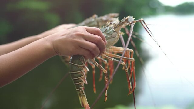 Hand holding fresh Spiny lobsters in blur background, Fresh Spiny lobsters Asia Seafood in blur background,