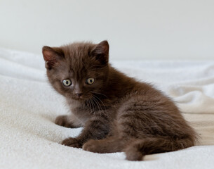 Cute dark chocolate british shorthair kitten. Selective focus