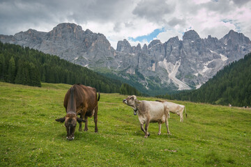 Fototapeta na wymiar View of Val Venegia, idyllic valley of the Dolomites with livestock in Trentino, Italy