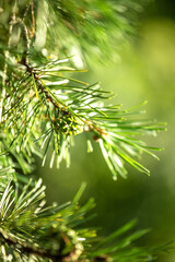 christmas tree on blurred bright green background, anti-covid, vertical format